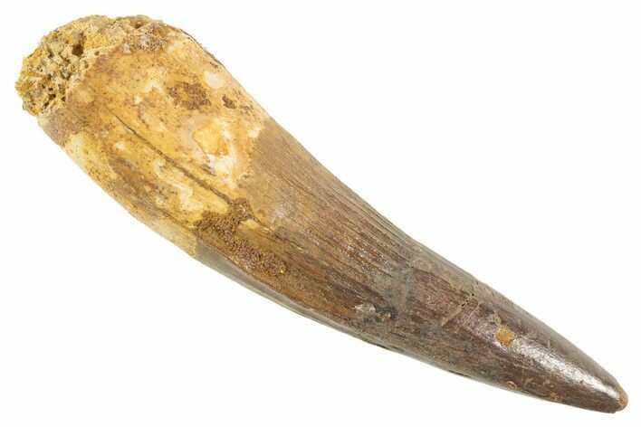 Fossil Spinosaurus Tooth - Real Dinosaur Tooth #343597